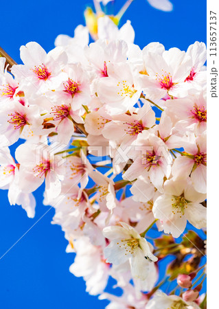桜　開花イメージ  ソメイヨシノ 113657137
