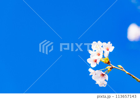 桜　開花イメージ  ソメイヨシノ 113657143