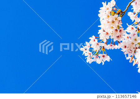 桜　開花イメージ  ソメイヨシノ 113657146