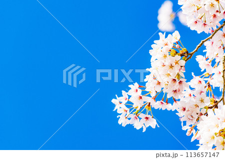 桜　開花イメージ  ソメイヨシノ 113657147