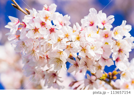 桜　開花イメージ  ソメイヨシノ 113657154