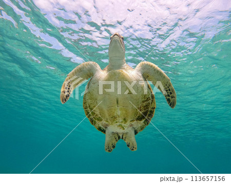 アシンメトリーのアオウミガメ アシンメトリーのアオウミガメ 113657156