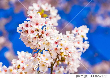 桜　開花イメージ  ソメイヨシノ 113657158