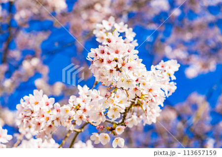 桜　開花イメージ  ソメイヨシノ 113657159