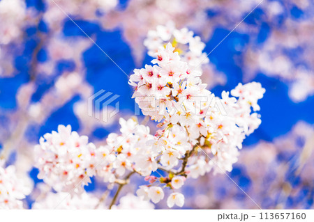 桜 開花イメージ ソメイヨシノ 桜 開花イメージ ソメイヨシノ 113657160