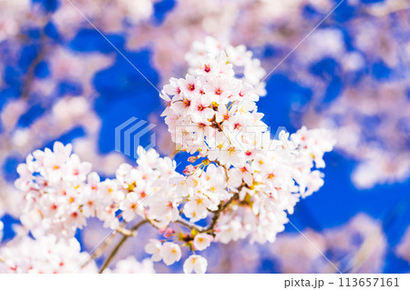 桜　開花イメージ  ソメイヨシノ 113657161
