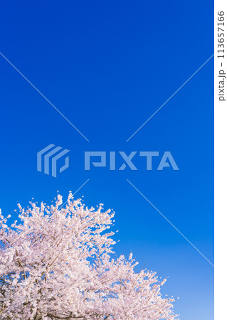 桜　開花イメージ  ソメイヨシノ 113657166