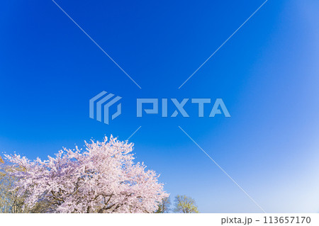 桜 開花イメージ ソメイヨシノ 桜 開花イメージ ソメイヨシノ 113657170