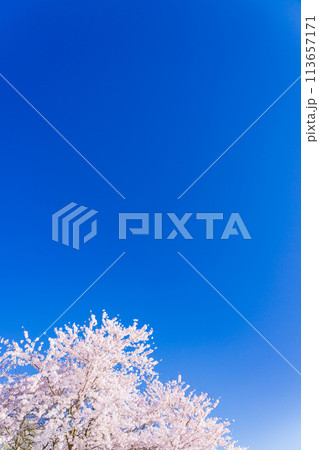 桜 開花イメージ ソメイヨシノ 桜 開花イメージ ソメイヨシノ 113657171