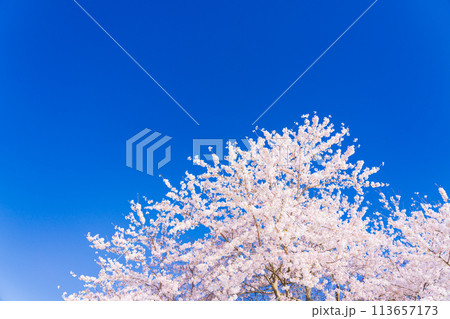 桜 開花イメージ ソメイヨシノ 桜 開花イメージ ソメイヨシノ 113657173