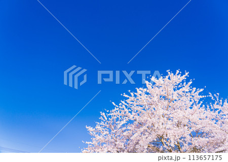 桜　開花イメージ  ソメイヨシノ 113657175