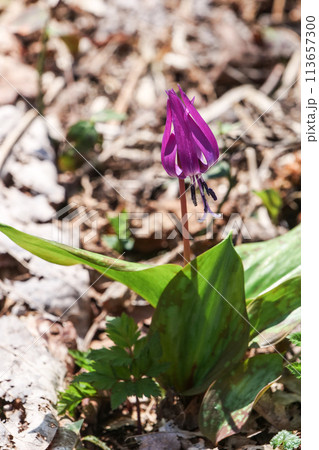 秋田県刺巻湿原の早春のカタクリノ花 秋田県刺巻湿原の早春のカタクリノ花 113657300