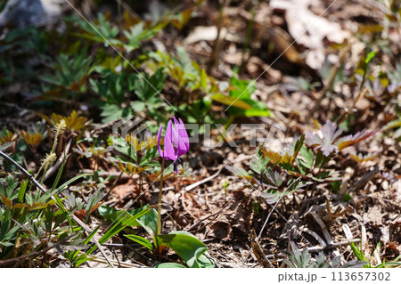 秋田県刺巻湿原の早春のカタクリノ花 秋田県刺巻湿原の早春のカタクリノ花 113657302