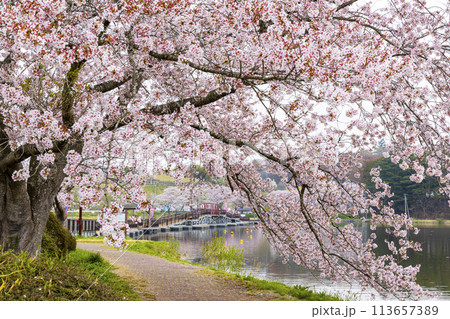 登米市　平筒沼の桜 113657389