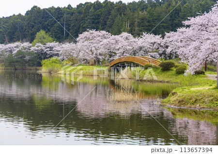 登米市　平筒沼の桜 113657394