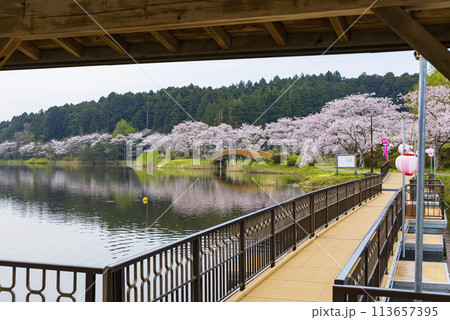 登米市 平筒沼の桜 登米市 平筒沼の桜 113657395