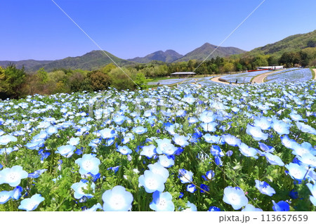【香川県】春の国営讃岐まんのう公園(ネモフィラ畑) 【香川県】春の国営讃岐まんのう公園(ネモフィラ畑) 113657659