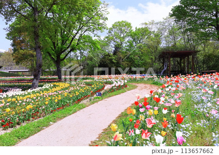 【香川県】春の国営讃岐まんのう公園(チューリップ畑) 【香川県】春の国営讃岐まんのう公園(チューリップ畑) 113657662