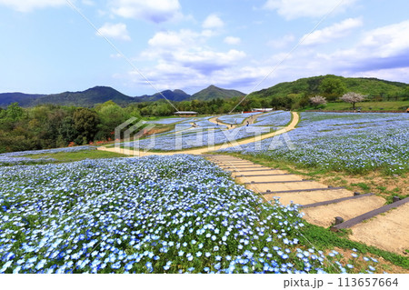 【香川県】春の国営讃岐まんのう公園(ネモフィラ畑) 【香川県】春の国営讃岐まんのう公園(ネモフィラ畑) 113657664