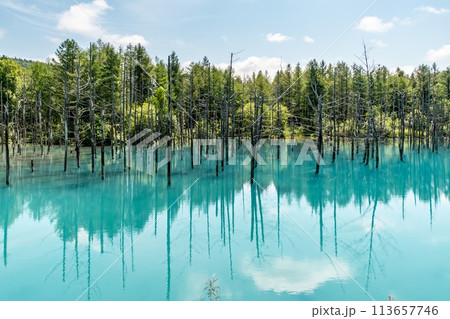 【北海道】美瑛の青い池 【北海道】美瑛の青い池 113657746