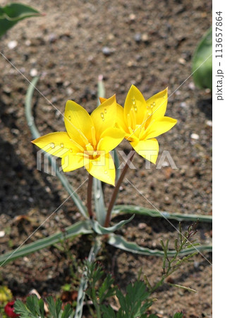 庭の花壇に咲いたミニチューリップ 庭の花壇に咲いたミニチューリップ 113657864