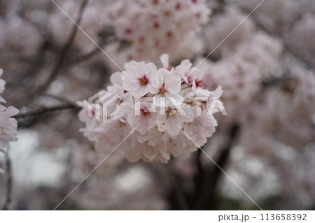 cherry blossom sakura in spring time with soft focus background cherry blossom sakura in spring time with soft focus background 113658392