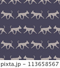 Running american pit bull terrier isolated on a 113658567