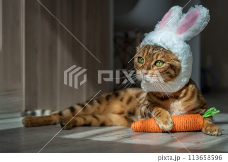 Bengal cat with a carrot toy and a headband with ears on his head. 113658596