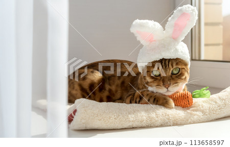 Bengal cat with a carrot toy and a headband with ears on his head. 113658597