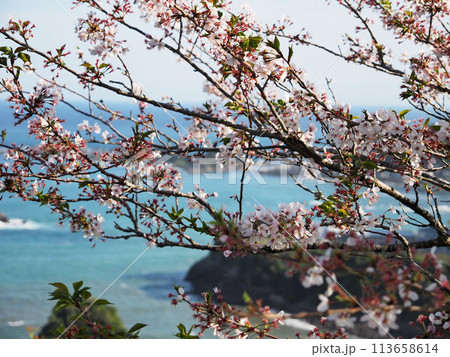 鴨川松島（千葉県鴨川市） 113658614