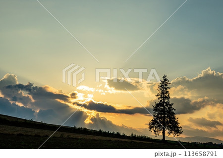 【北海道】夕暮れのクリスマスツリーの木 【北海道】夕暮れのクリスマスツリーの木 113658791