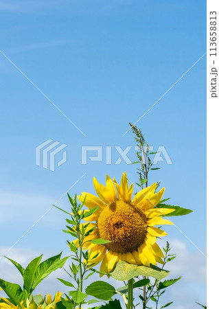 夏の青空とひまわり畑に咲くひまわり 113658813