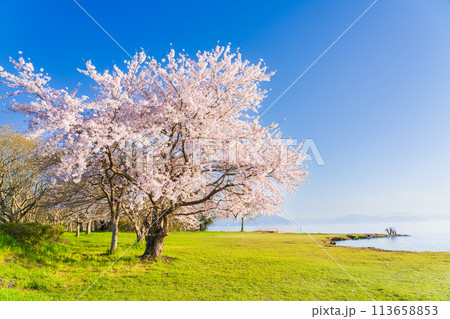 湖畔　ソメイヨシノ　開花イメージ　 113658853