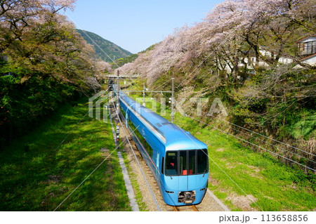 桜のトンネルと青いロマンスカー 桜のトンネルと青いロマンスカー 113658856