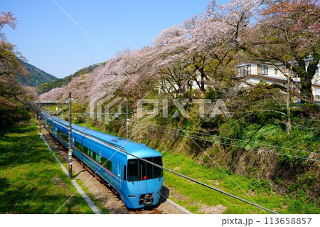 山北の桜並木を通過する青いロマンスカー 113658857