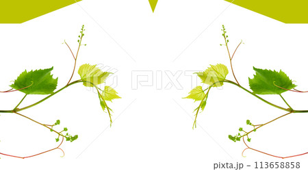 Grapevine with green leaves isolated on white. There is free space for text. Collage. Wide photo. 113658858