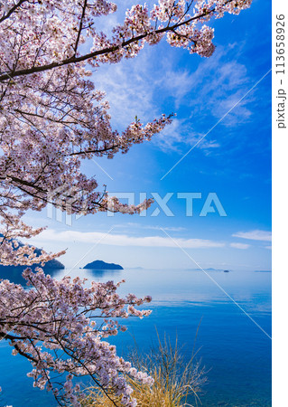 奥琵琶湖　桜　開花イメージ　 113658926