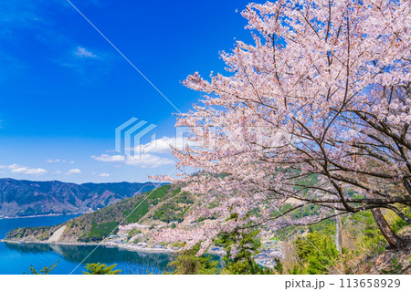 奥琵琶湖　桜　開花イメージ　 113658929