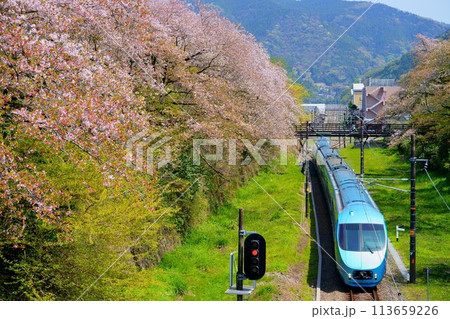 【桜のトンネル】山北駅を通過する青いロマンスカー 113659226