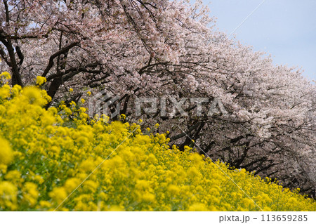 春らしい満開の桜と菜の花 113659285