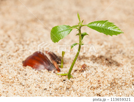 Growing tree 113659321