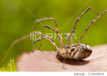 Daddy longlegs on leaf 113659323