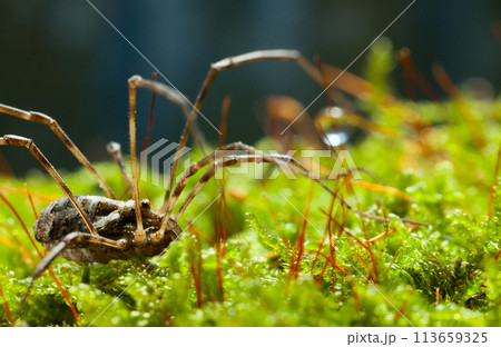 Macro of Daddy Longlegs 113659325