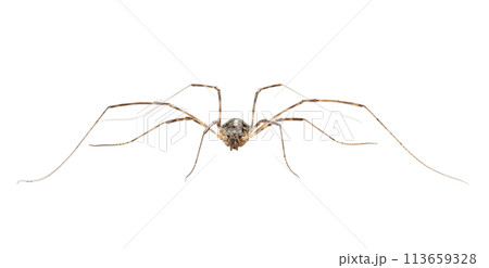Macro of Harvestman spider 113659328
