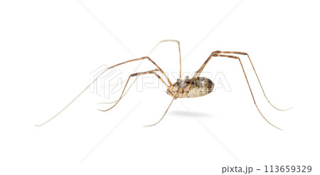 Harvestman spider isolated on white 113659329