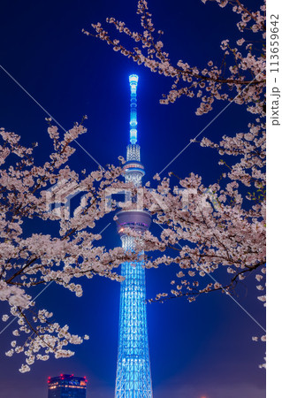 東京 スカイツリーと桜の夜景 夜桜 東京 スカイツリーと桜の夜景 夜桜 113659642