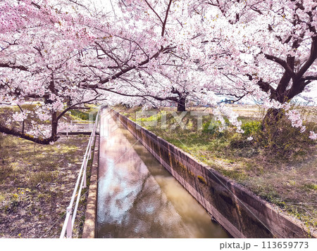 川沿いに咲く満開の桜 【阿賀野市 新江の桜並木】 113659773