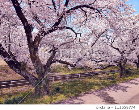 川沿いに咲く満開の桜 【阿賀野市 新江の桜並木】 113659774