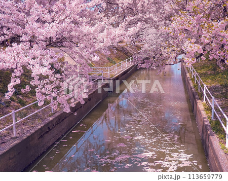 川沿いに咲く満開の桜 【阿賀野市 新江の桜並木】 川沿いに咲く満開の桜 【阿賀野市 新江の桜並木】 113659779