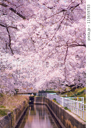 川沿いに咲く満開の桜 【阿賀野市 新江の桜並木】 113659783